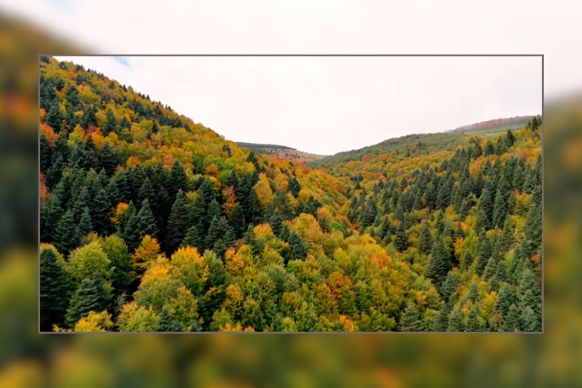 Alaçam'da sonbahar renkleri güzel görüntüler oluşturdu