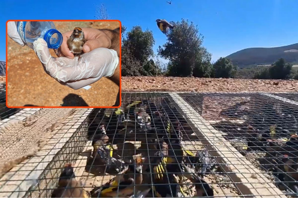 Yurt dışına kaçırılmak istenirken ele geçirilen 1431 saka kuşu özgürlüğe uçtu