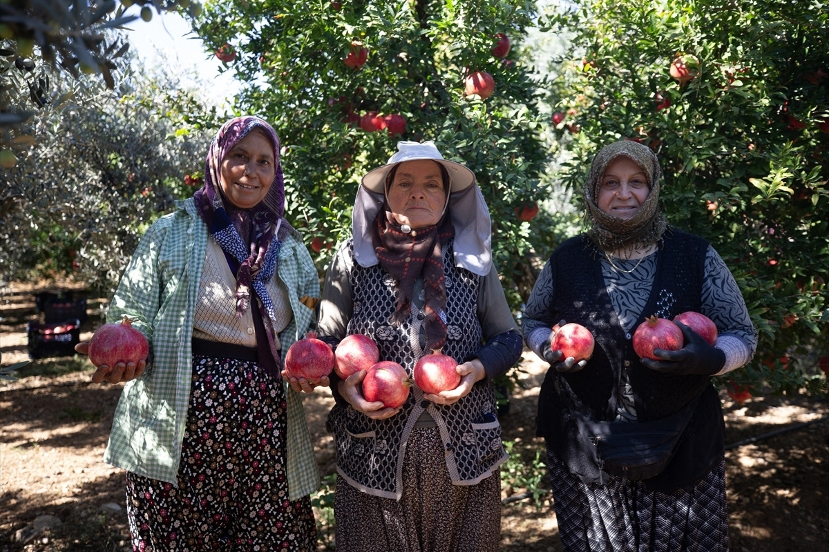 Türkiye'deki narın dörtte birinin üretildiği Antalya ihracatta ilk sırada