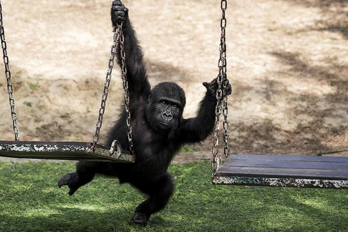 Yavru goril Zeytin'in DNA testi çıktı, Türkiye'de kalacak