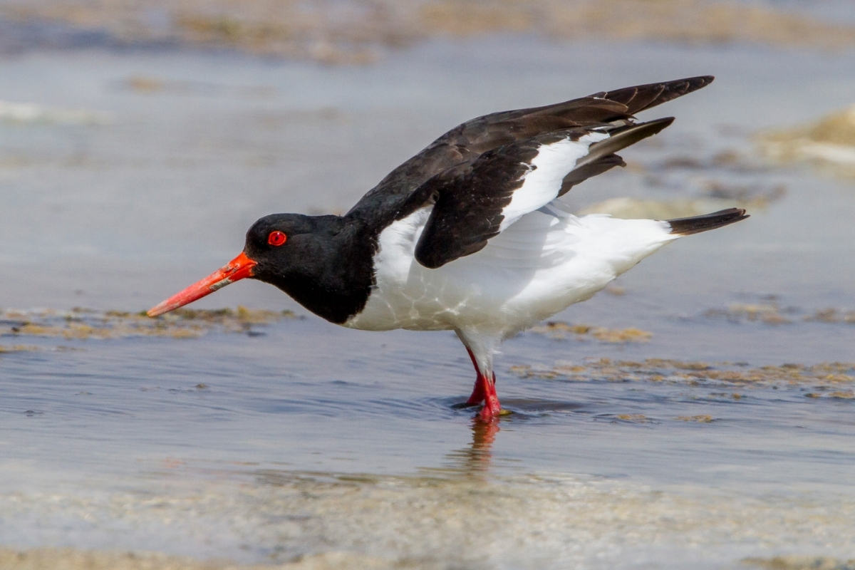Poyraz kuşu Türkiye’den Eritre’ye uzanan 8 ülkelik göç yolculuğunda uydu vericiyle izlendi