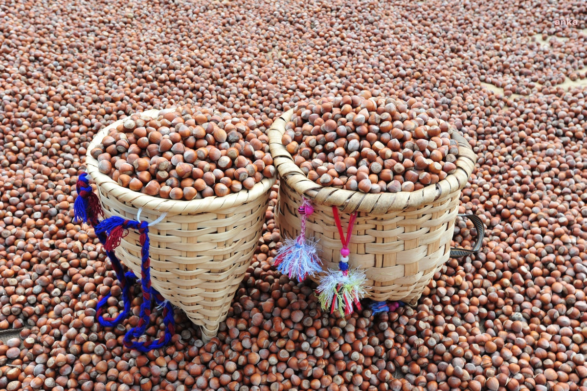 İtalyan çikolata devi Nutella'nın üreticisi Ferrero Türk fındığından vazgeçti, Şili ve ABD'ye yöneldi