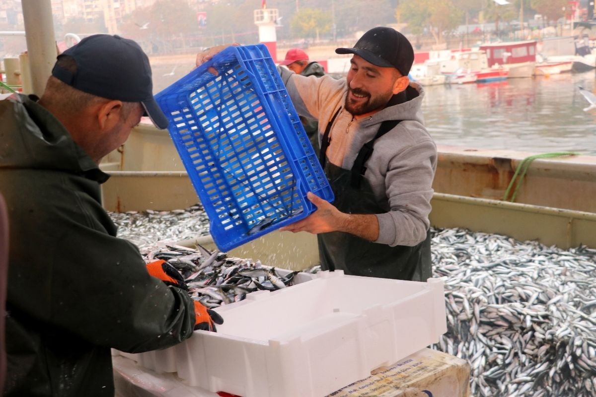 Hamsi ve sardalya bolluğu balıkçıların yüzünü güldürdü