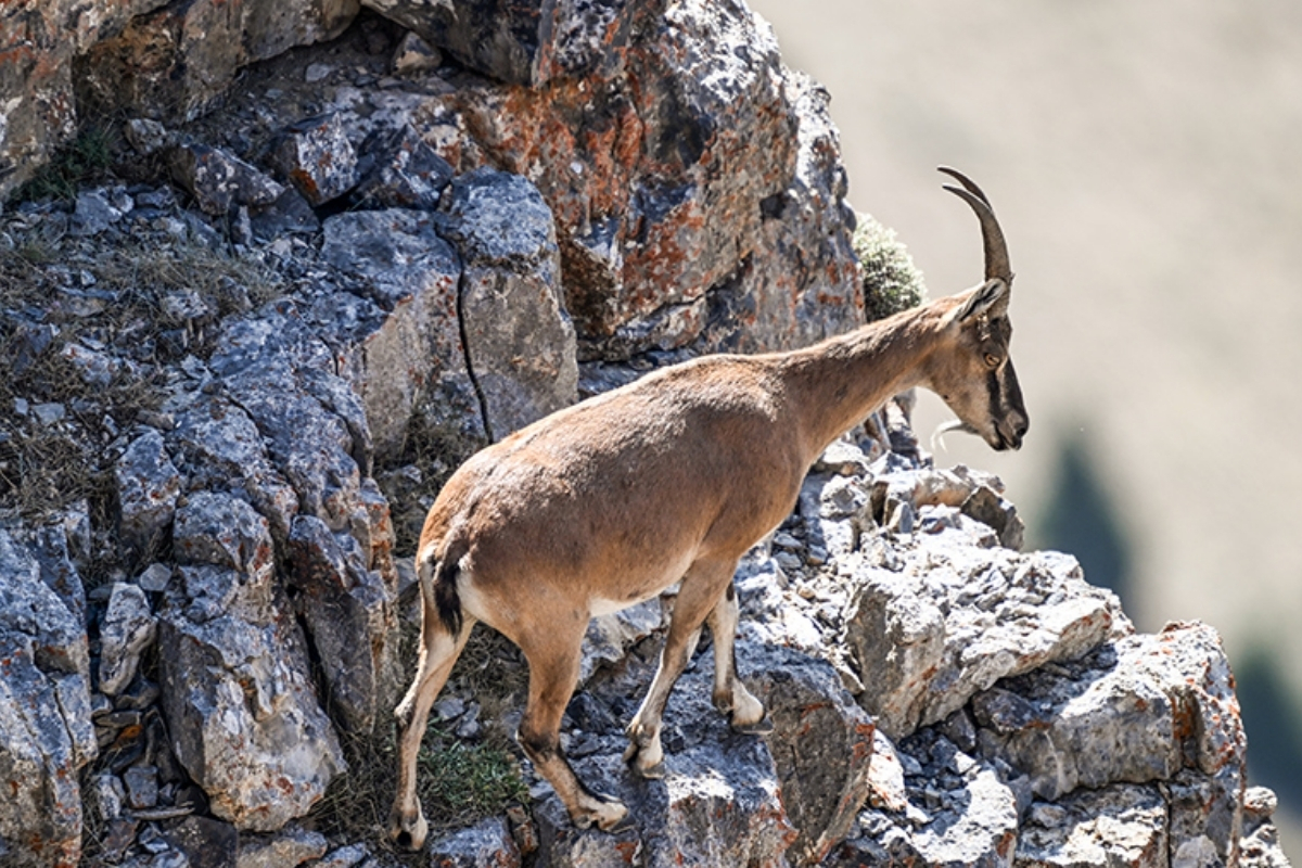Seydişehir’de yasa dışı avlanan üç kişiye 2 yaban keçisini öldürdükleri için 1 milyon 901 bin lira ceza kesildi