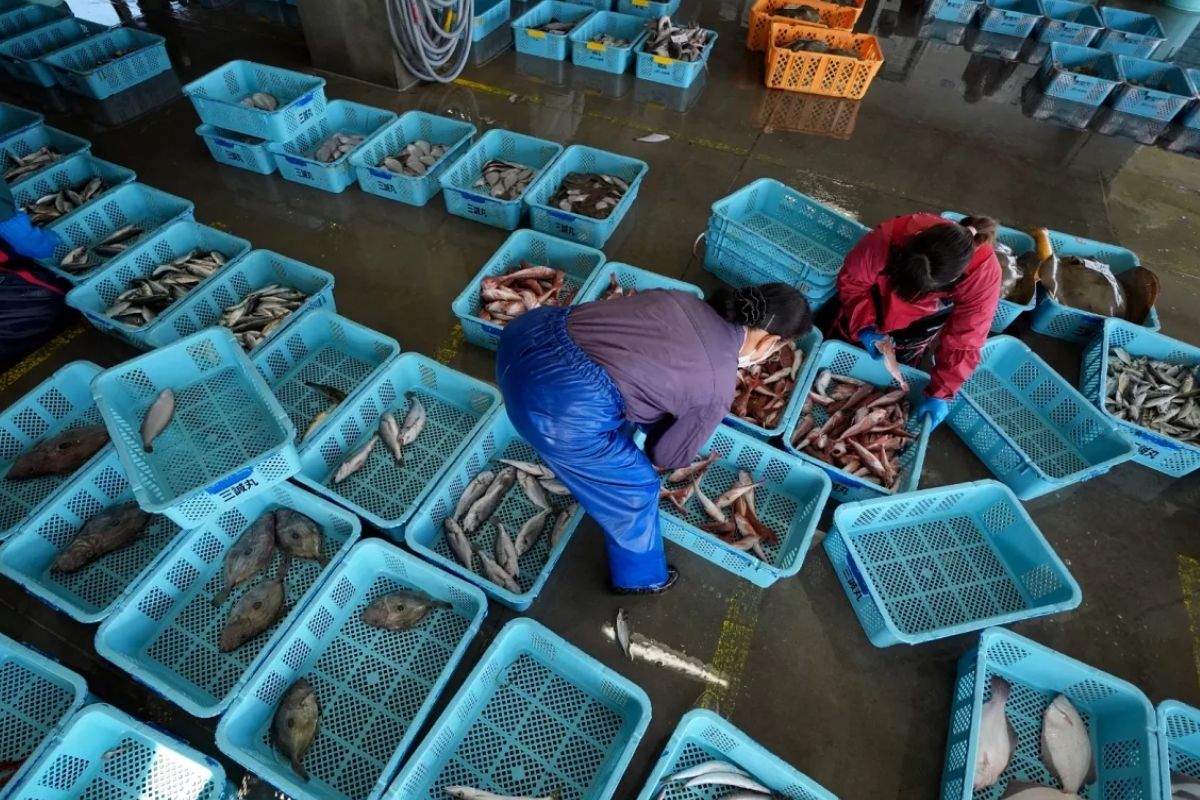 Fukuşima yasağının kalkmasının ardından Japonya’dan Çin’e ilk deniz ürünü sevkiyatı yapıldı