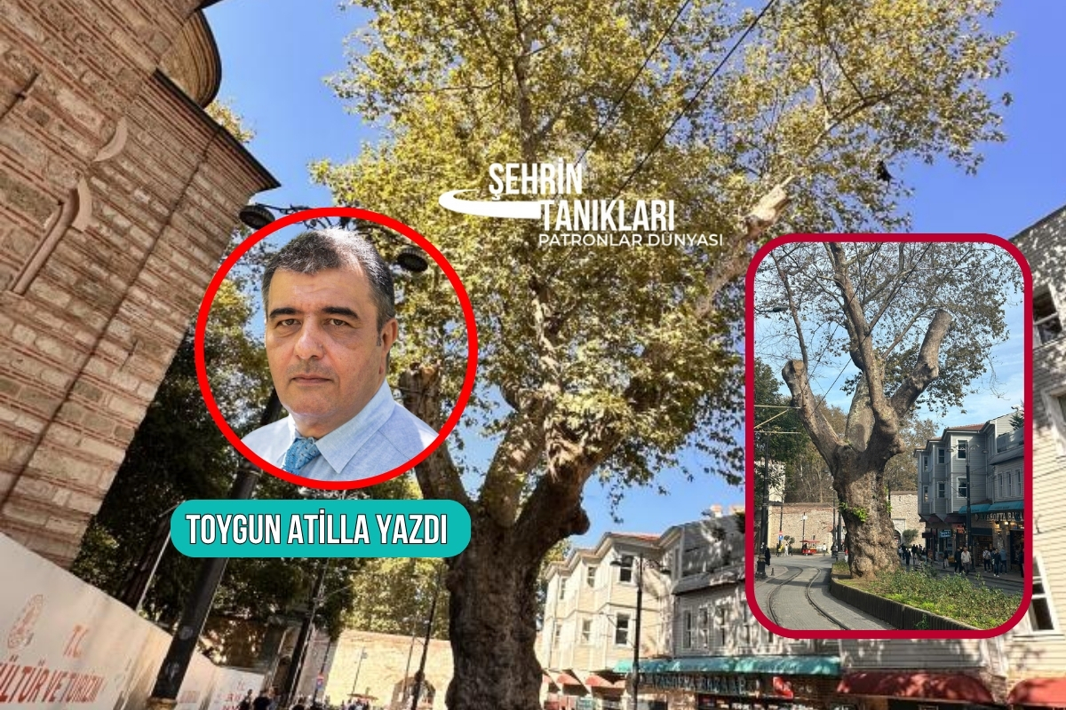İstanbul'un kalbinde, bağrına taş basan çınarın hikayesi
