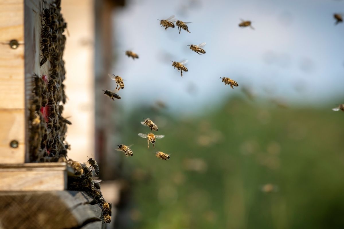 Arıların ışık sinyalinin süresine göre karar verebildiği tespit edildi