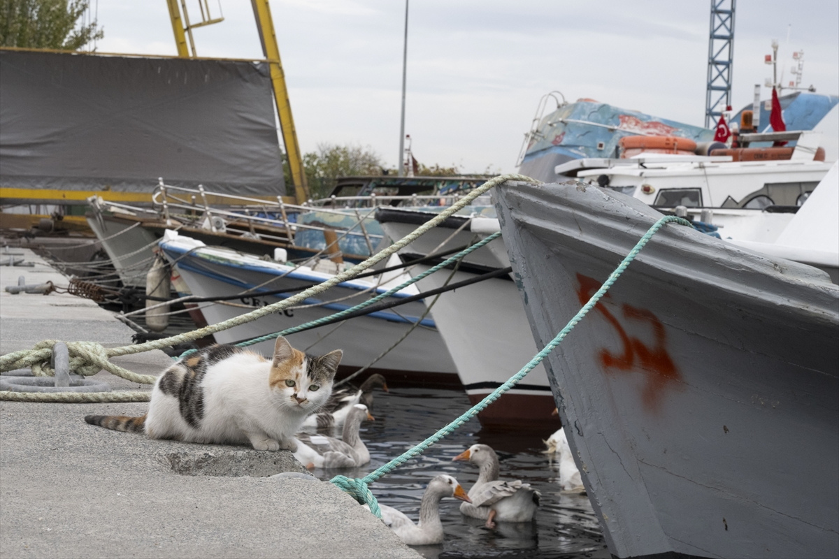Türkiye'nin denizlerinde yaşayan balık türlerindeki azalma alarm veriyor
