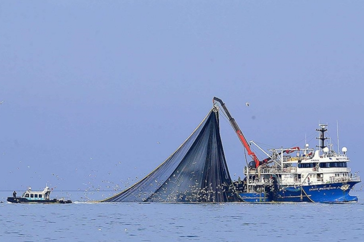 Su sıcaklığının düşmediği Karadeniz'de hamsi soğuk sulara yöneldi