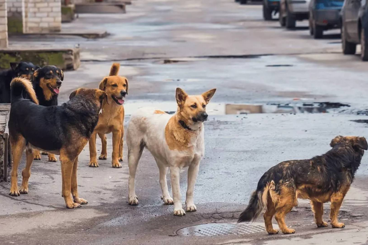 İstanbul Valiliği tarafından yayımlanan genelgeyle İstanbul'da sokak köpeklerini beslemek yasaklandı