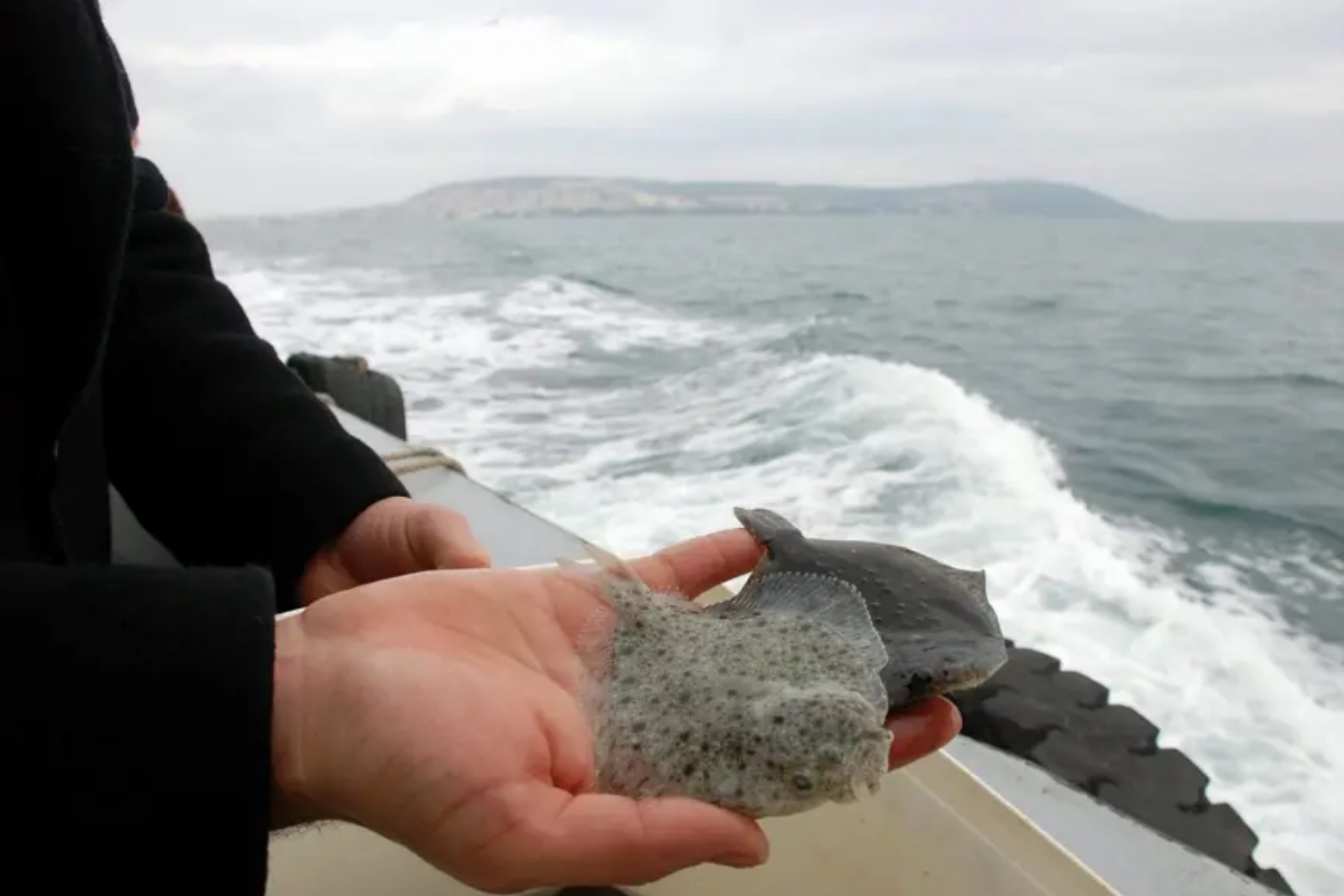 Kalkan balığının sürekliliği için Karadeniz'e yaklaşık 120 bin yavru salındı