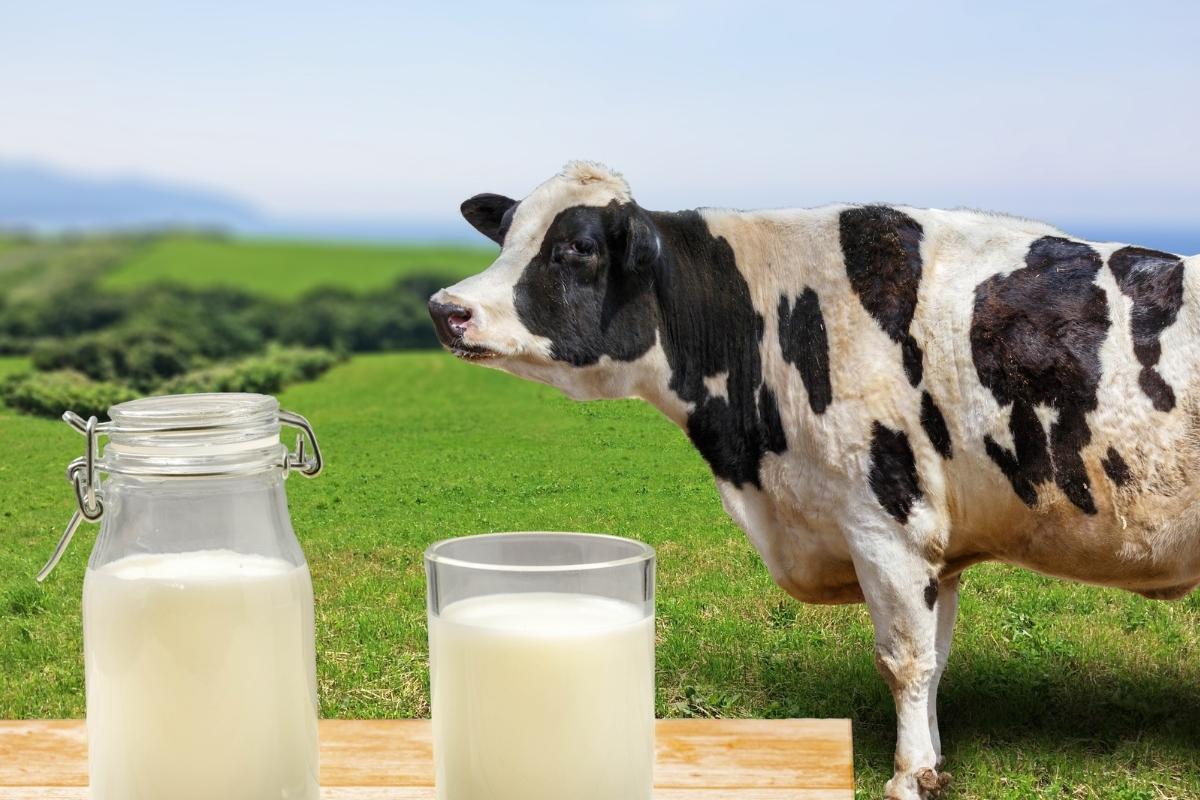 TİGEM 2026 üretimi 74 bin 665 ton inek sütünü ihale ile satışa çıkarıyor