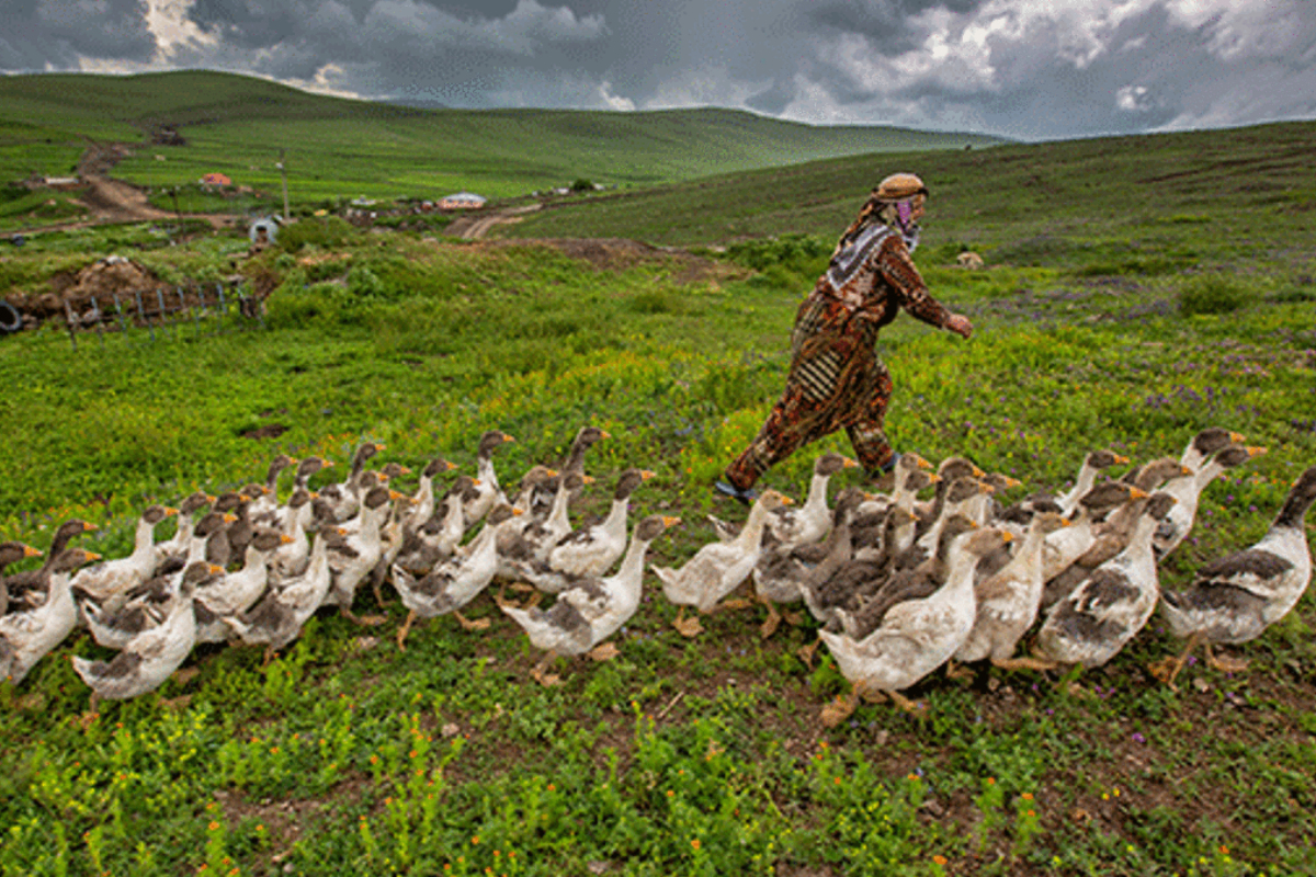 Kars'ta yılda yaklaşık 2,5 milyon kaz yetiştiriliyor