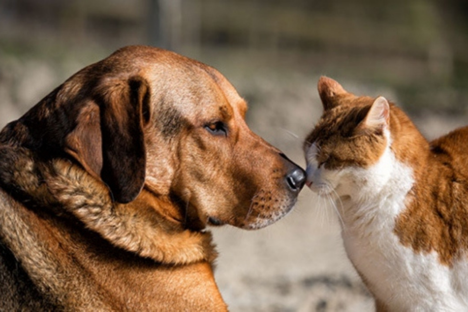 Avrupa Birliği kedi ve köpeklerin refahına ilişkin ortak kurallar getiriyor