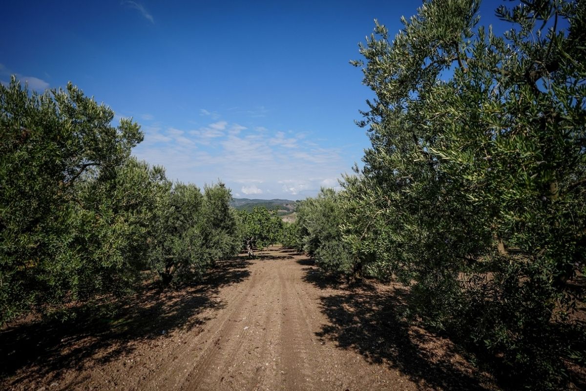 Kuraklık ve azalan yağış nedeniyle meyve ve sebzede verim kaybı yaşanıyor
