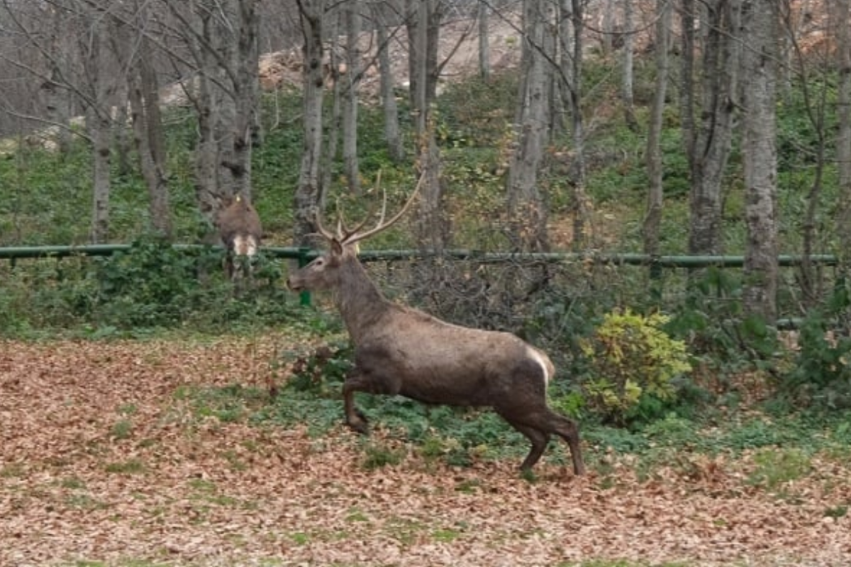 Kocaeli'de sekiz kızıl geyik doğal yaşam alanlarına salındı