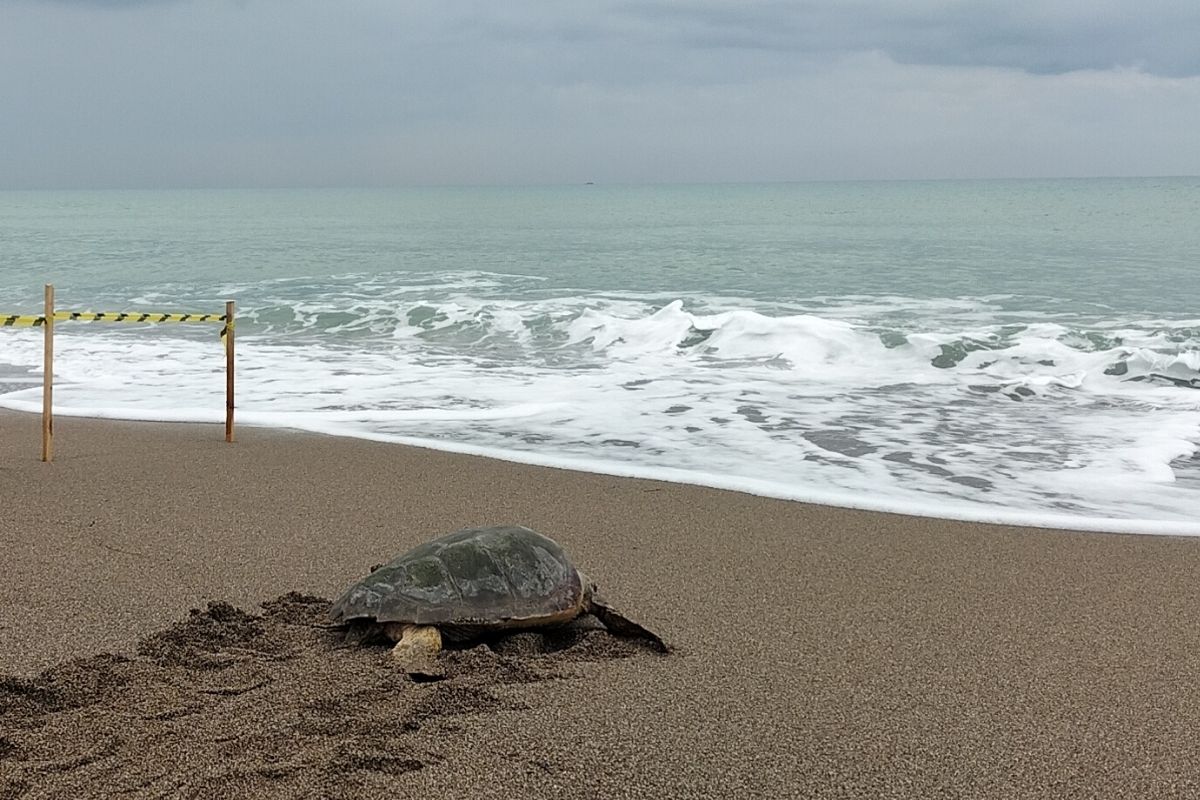 Yaralı Caretta caretta tedavisinin ardından denize bırakıldı