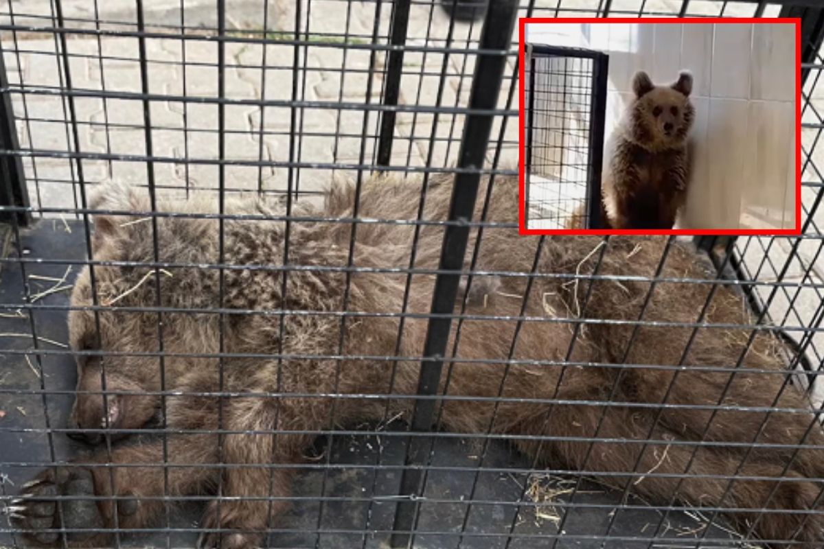 Vurulan ayı yavrusu Umut'tan çıkarılan mermi failin bulunması için incelenecek