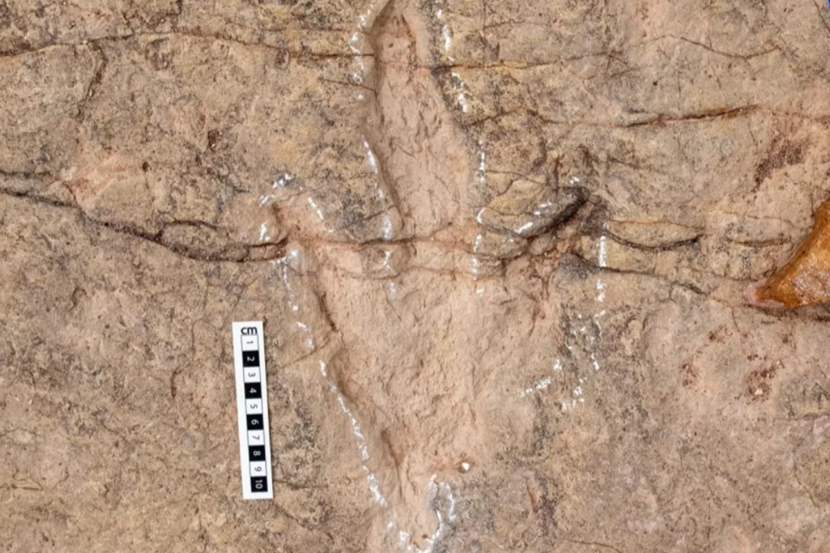 Bolivya’daki Torotoro Ulusal Parkı’nda 16 bin 600 Theropod ayak izi keşfedildi