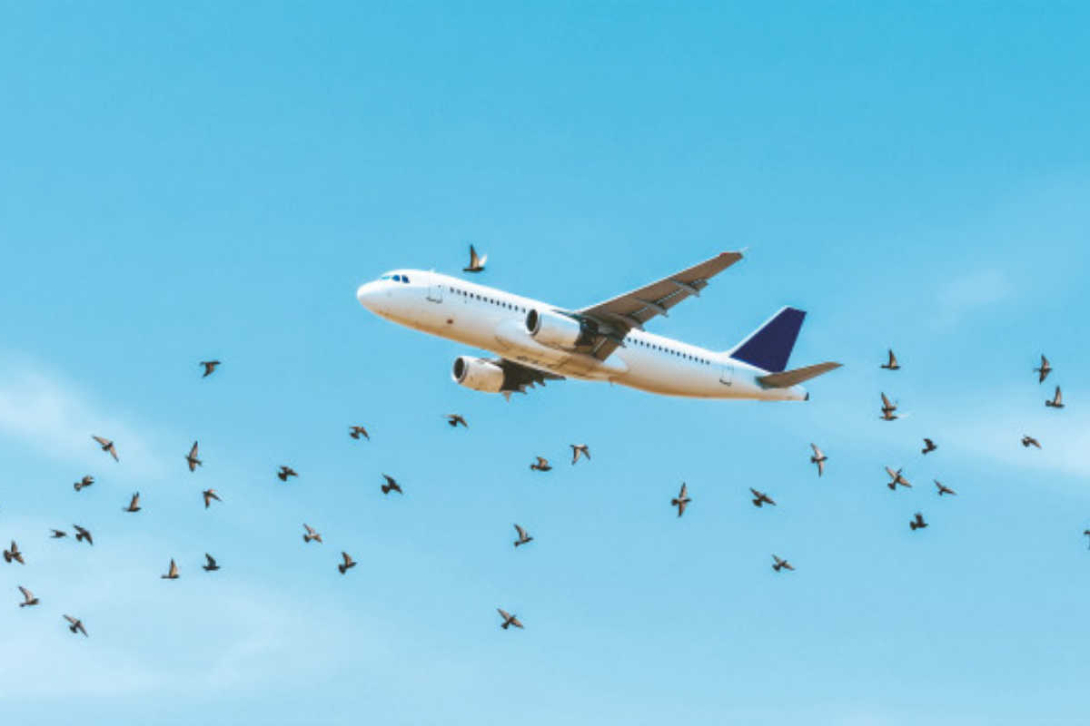 Havalimanlarında kuş ve dron tehlikesine karşı yerli sistem geliyor