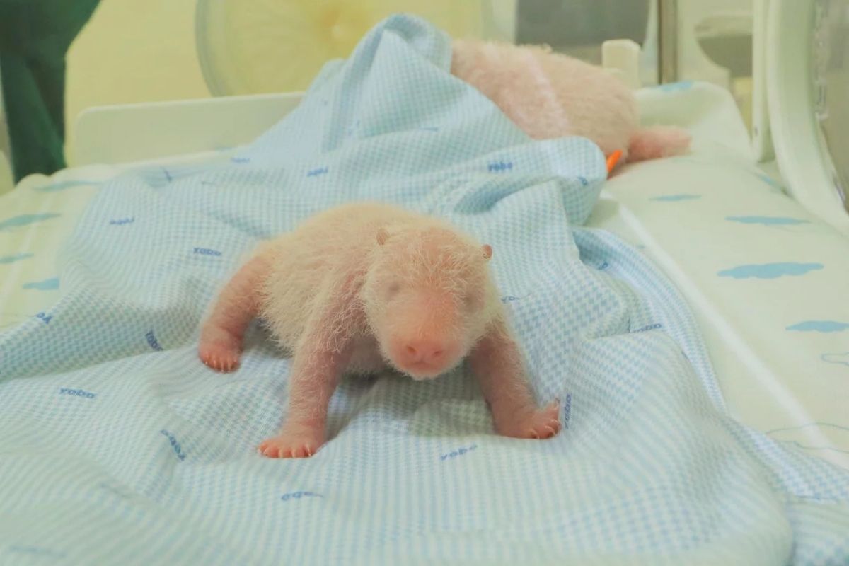 Endonezya Hayvanat Bahçesi, ülkede doğan ilk dev panda yavrusunun fotoğraflarını yayınladı