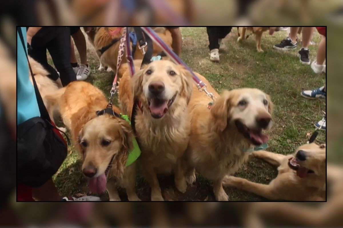 Buenos Aires’te yüzlerce Golden retriever cinsi köpek, rekor için bir araya getirildi