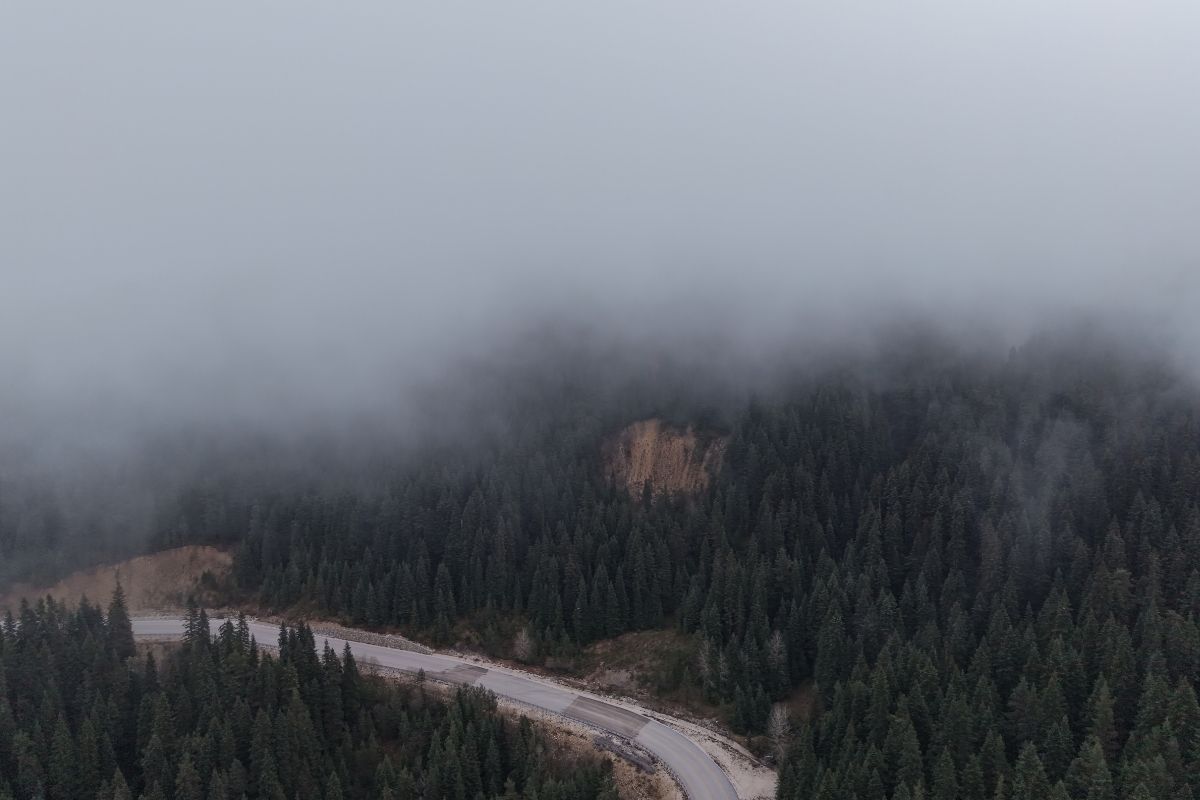 Ilgaz'da sis çam ağaçlarıyla bütünleşti