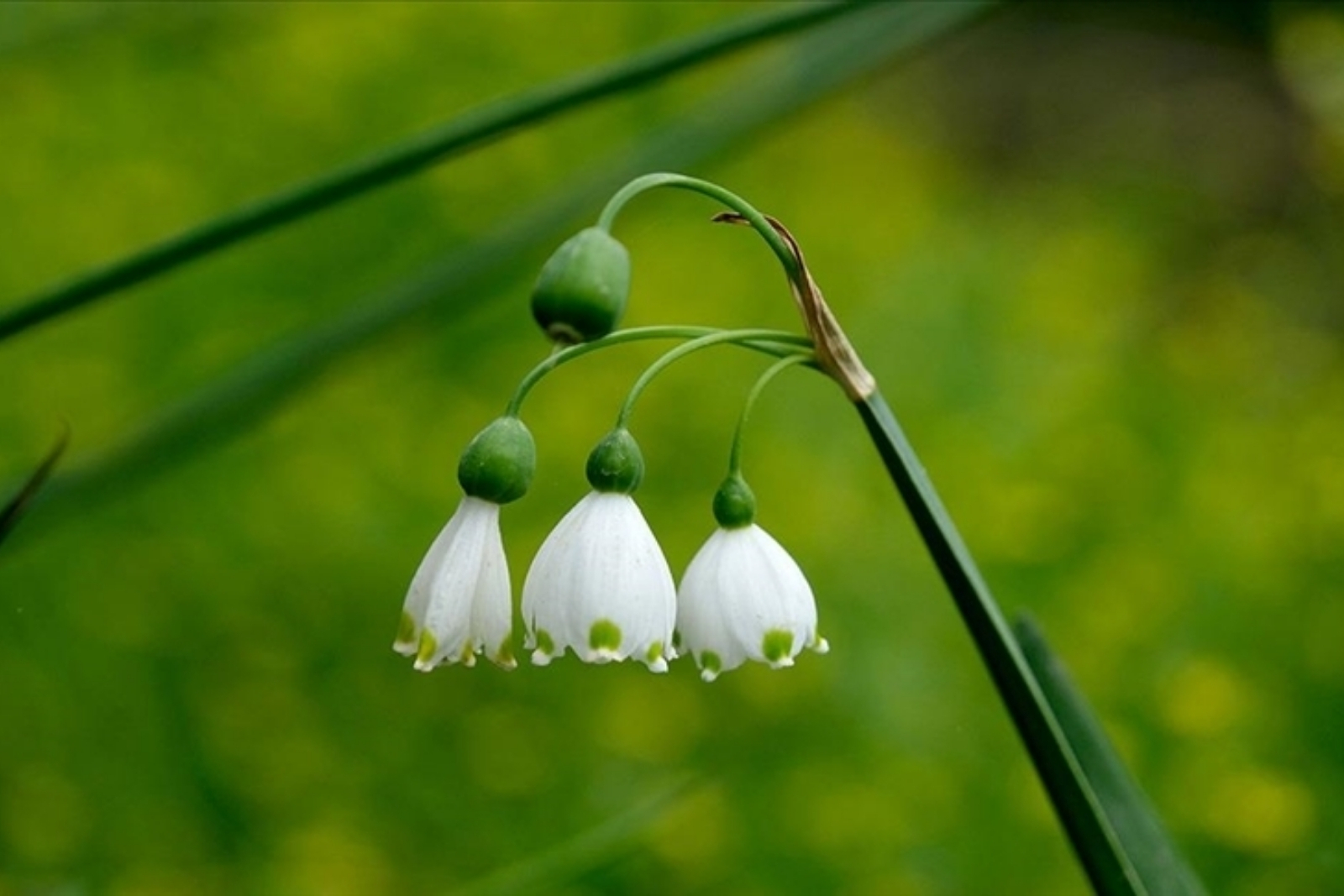 Bu çiçekleri ihraç etmek yasak, ihracatı yasak ve kotaya tabi doğal çiçek soğanları belirlendi