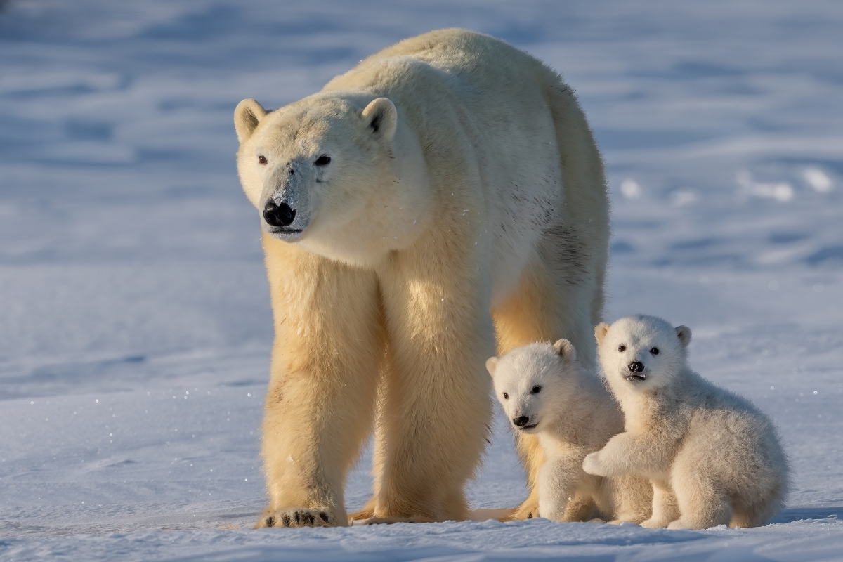 Kutup ayılarında iklim değişikliğine genetik uyum tespit edildi