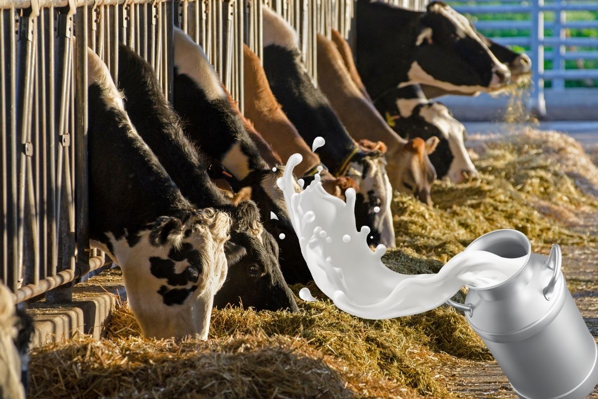 Toplanan inek sütü miktarı ekim ayında geçen yıla göre yüzde 3,2 azaldı