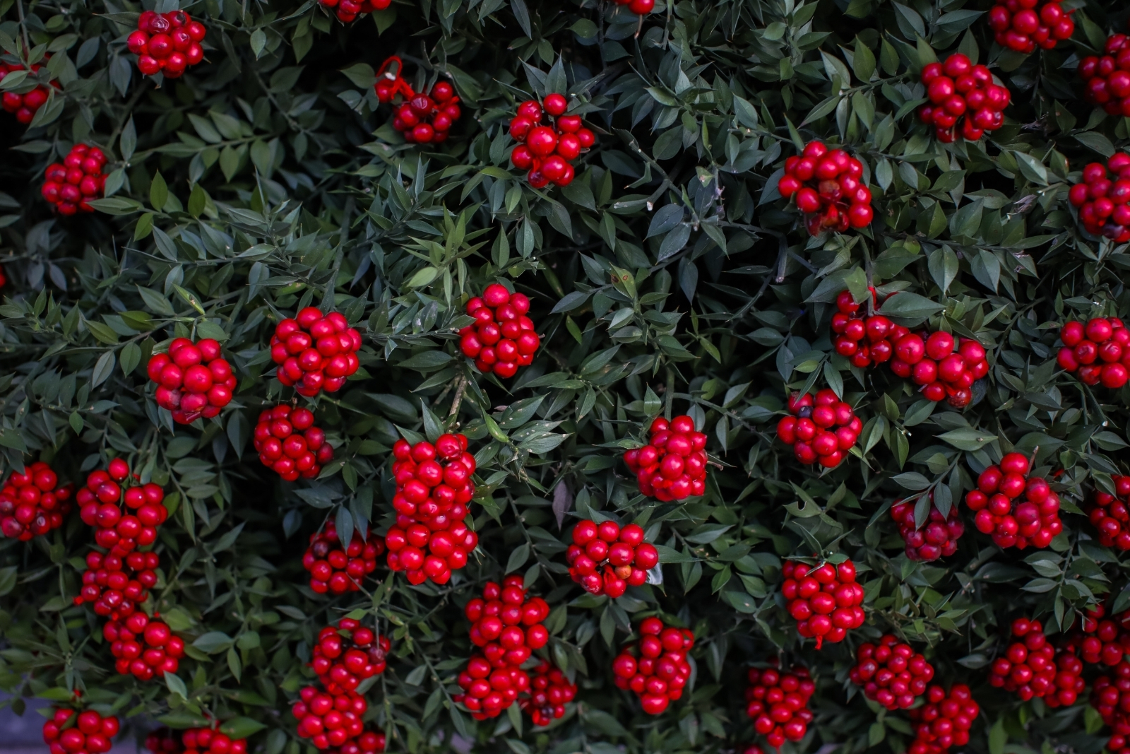Yeni yıla sayılı günler kala 50 milyon TL’lik kokina bereketi