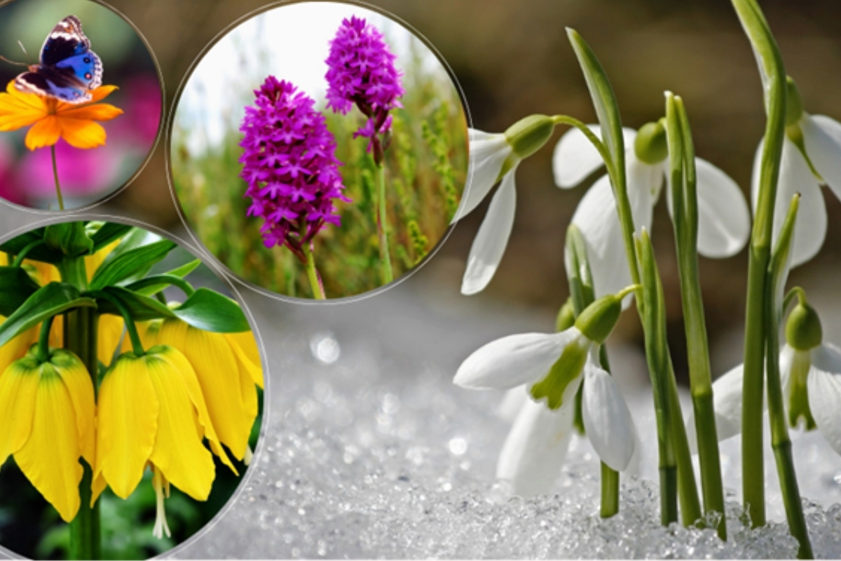 Endemik türleri hedef alan biyokaçakçılığa karşı 81 ilde izleme ve takip ağı kuruldu