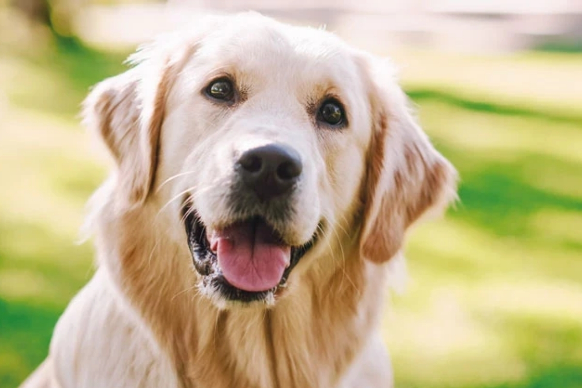 İstanbul’da aile mahkemesinden dikkat çeken karar, boşanma davasında köpek Poni’nin velayeti erkeğe verildi