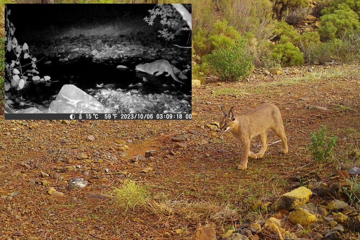 Muğla’da yaban hayatını tehdit eden kaçak avcılara son 3 yılda yaklaşık 2 milyon TL ceza kesildi