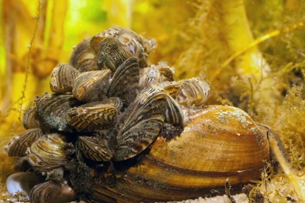 Avrupa’da midye krizi büyüyor, istilacı türler altyapıyı çökertirken Türkiye’de zebra midyesi sessizce yayılıyor