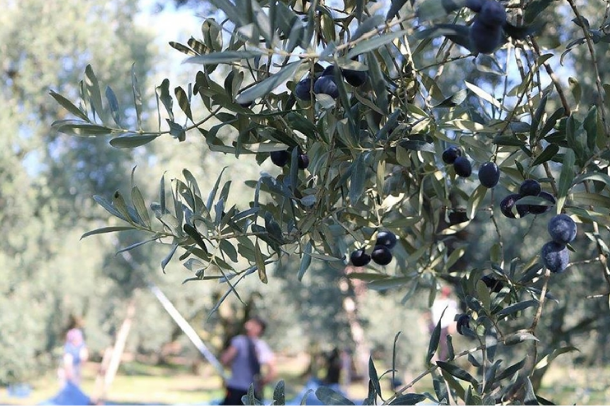 Marmarabirlik'ten ortaklarına 1 milyar 200 milyon liralık gübre ve zirai ilaç desteği