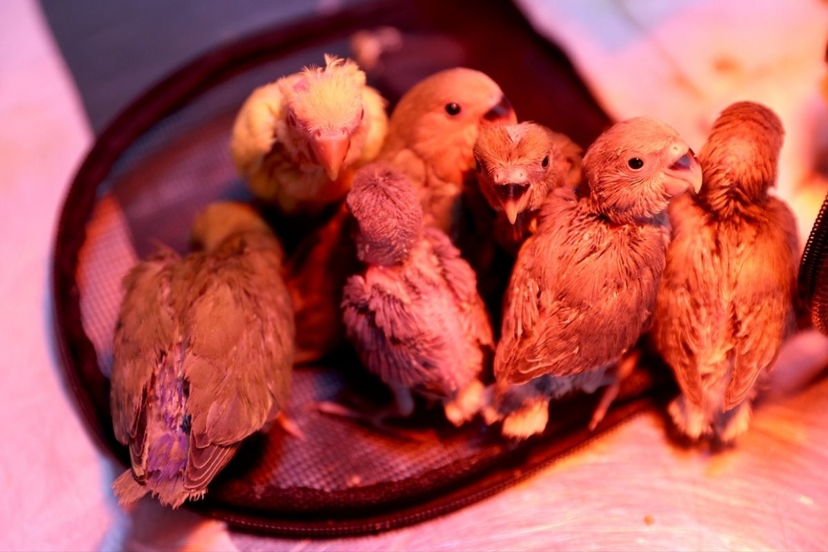 Antalya’da el konulan cennet papağanlarına özel bakım