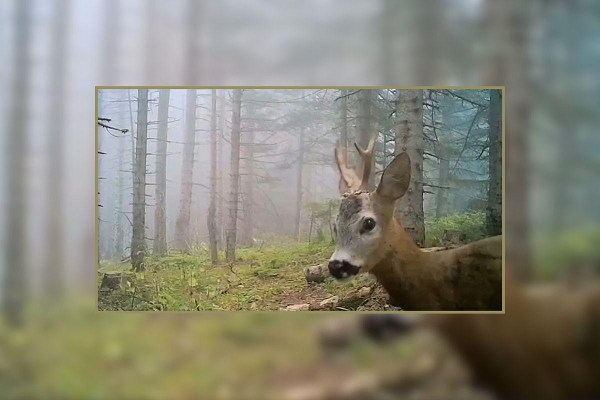 Ormanda telaşlı bir gün
