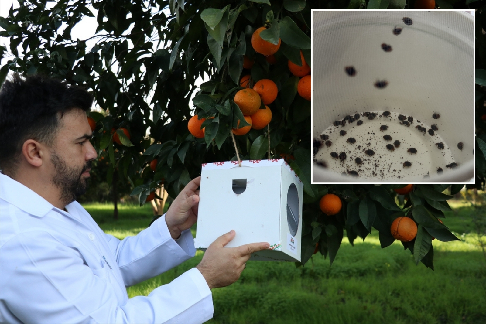 Laboratuvarda üretilen faydalı böcekler bahçe ve seralarda zararlılara karşı kalkan oluyor