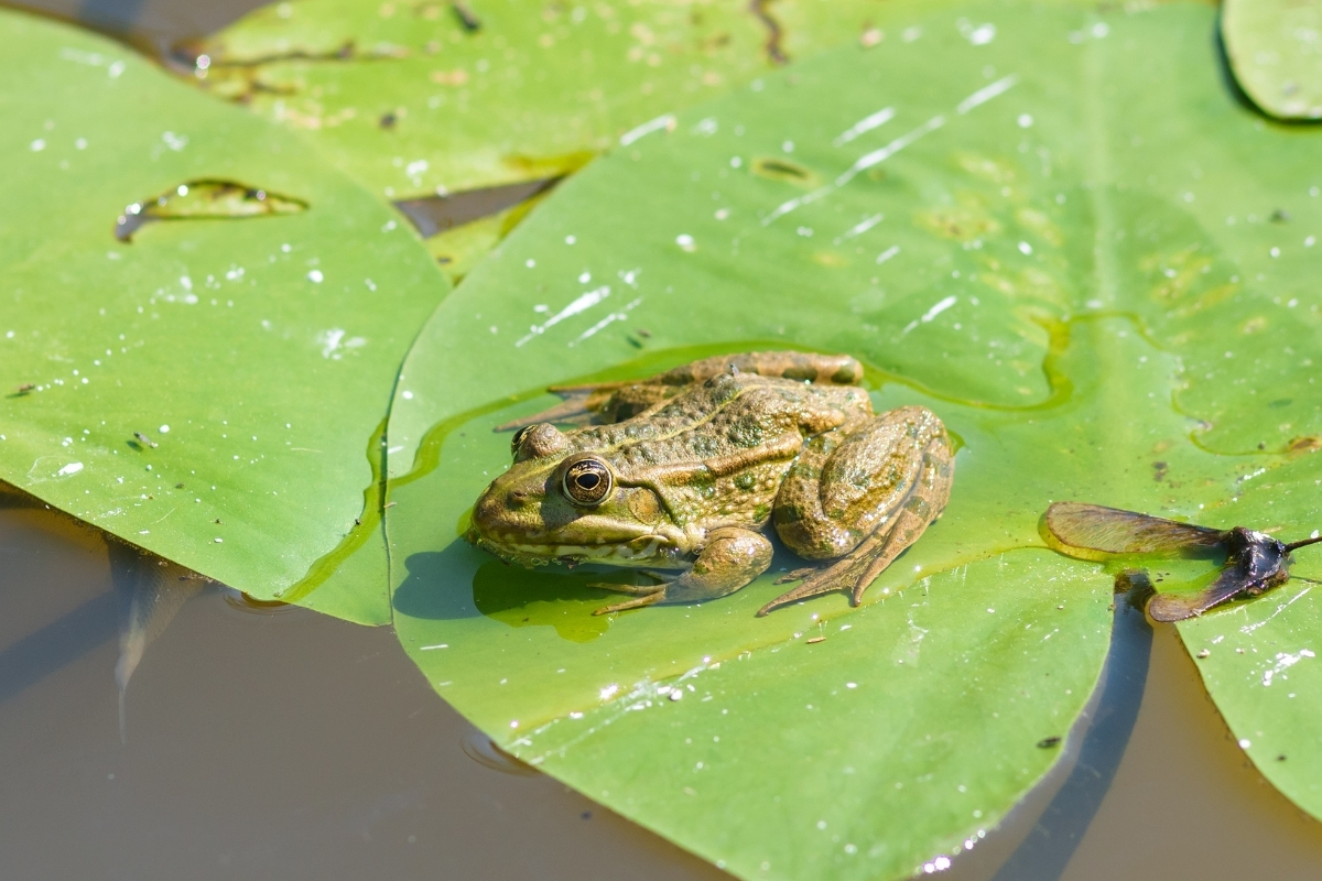 Japon araştırmacılar kurbağa bakterisinin kolon kanseri tümörlerini yok edebileceğini söyledi