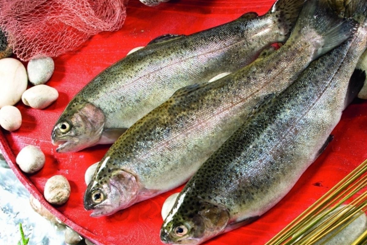 Türk somonu ihracatta hızlı büyüyor, hedef  2-3 yıl içerisinde milyar dolar seviyesine çıkmak