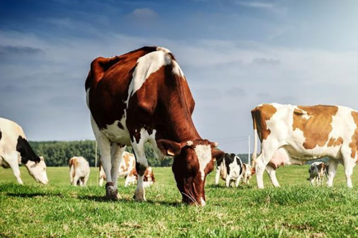 Elazığ Kırmızı Et Üreticileri Başkanı Mehmet Çiçek'ten hayvancılıkta ciddi kriz uyarısı