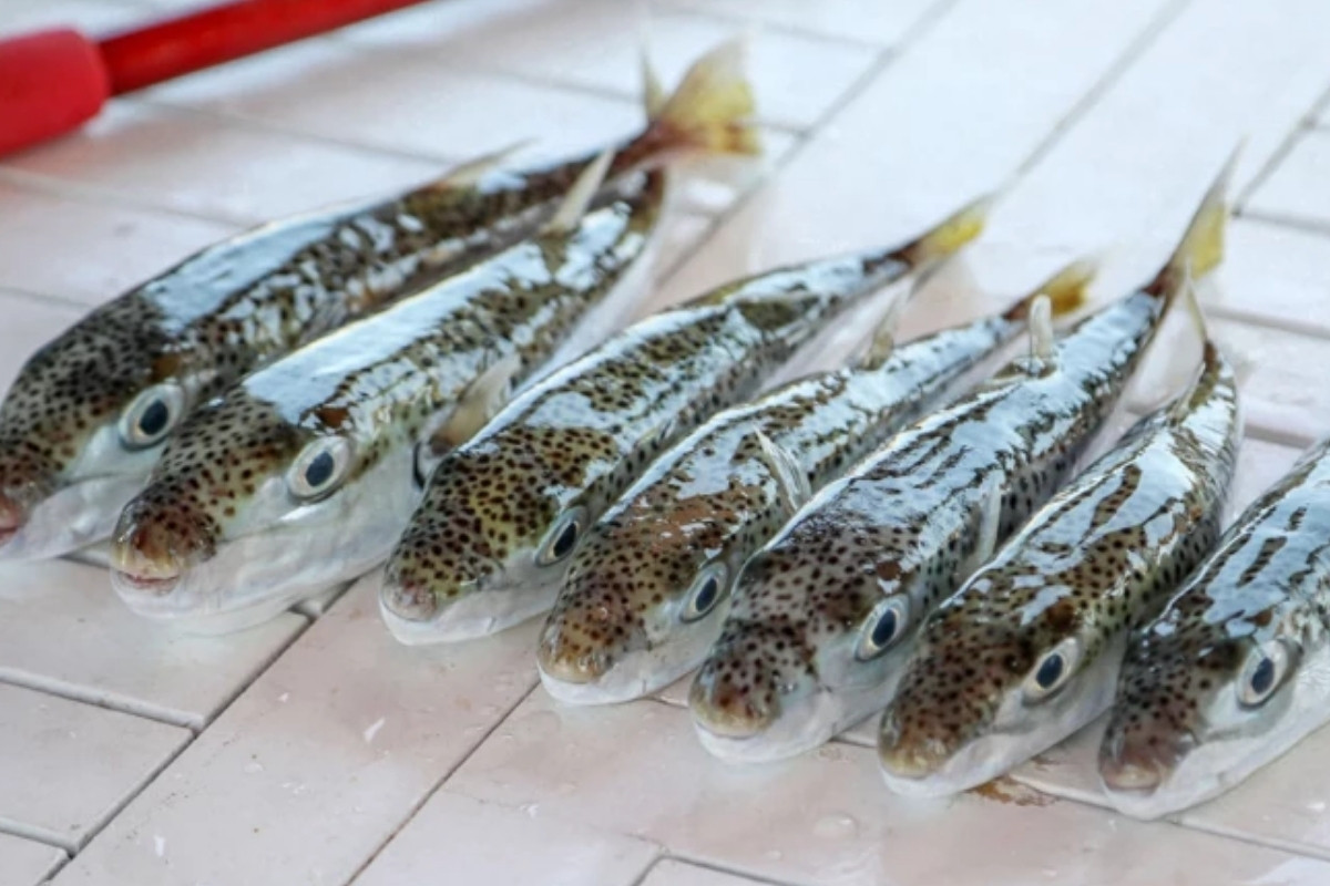 Antalya’da destekli avcılıkla 5 yılda 111 bin balon balığı yakalandı