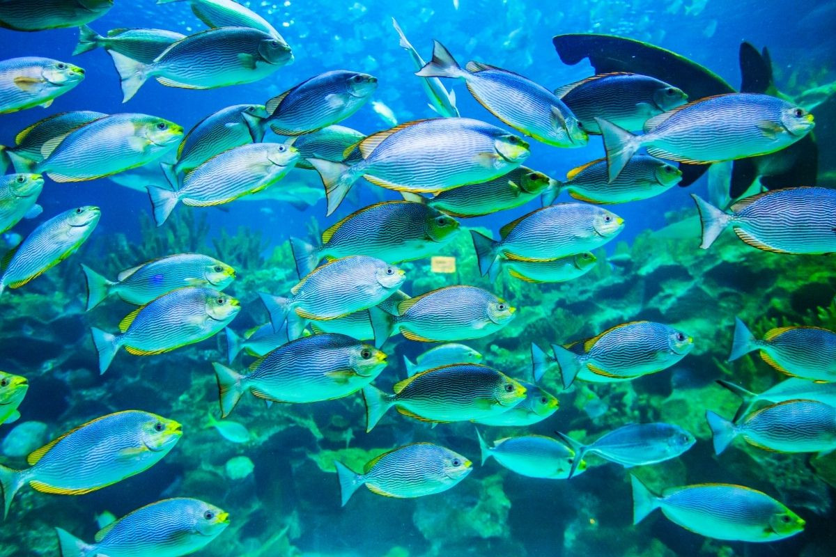 Pestisitler balıkların yaşam süresini ciddi biçimde kısaltıyor