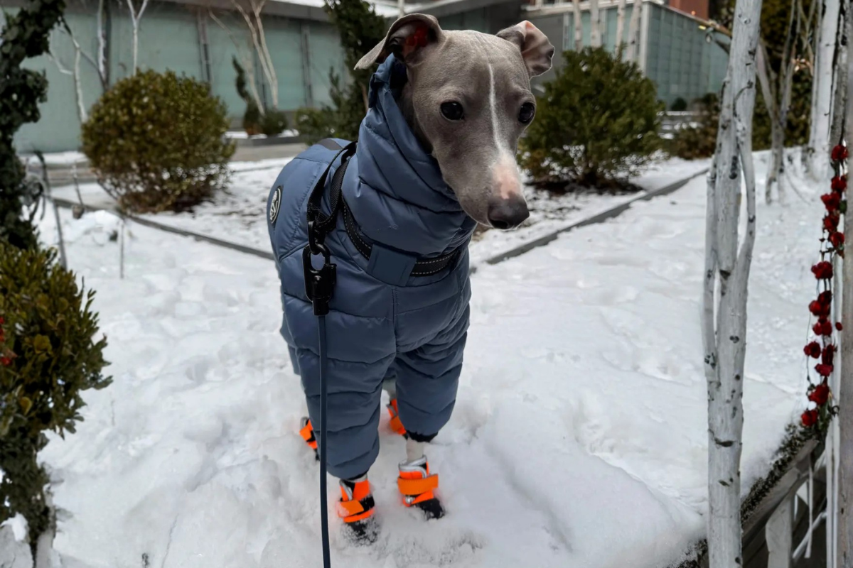 Yeni botlarıyla yürümeye çalışan köpek Greg sosyal medyada viral oldu