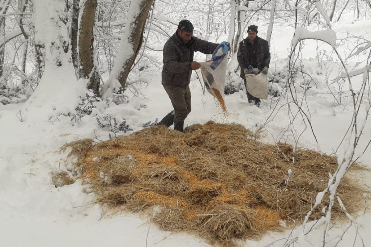 Ilgaz Dağı'nda yaban hayvanları için doğaya yem bırakıldı