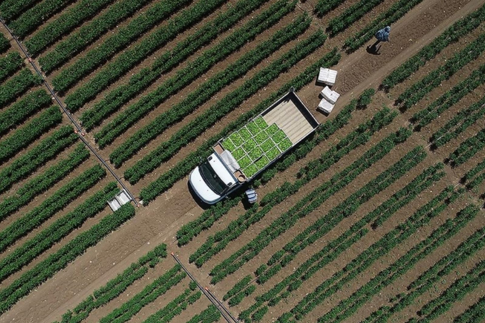 Tarımsal girdi fiyat endeksi ocakta yıllık bazda yüzde 30,59, aylık yüzde 3,86 arttı