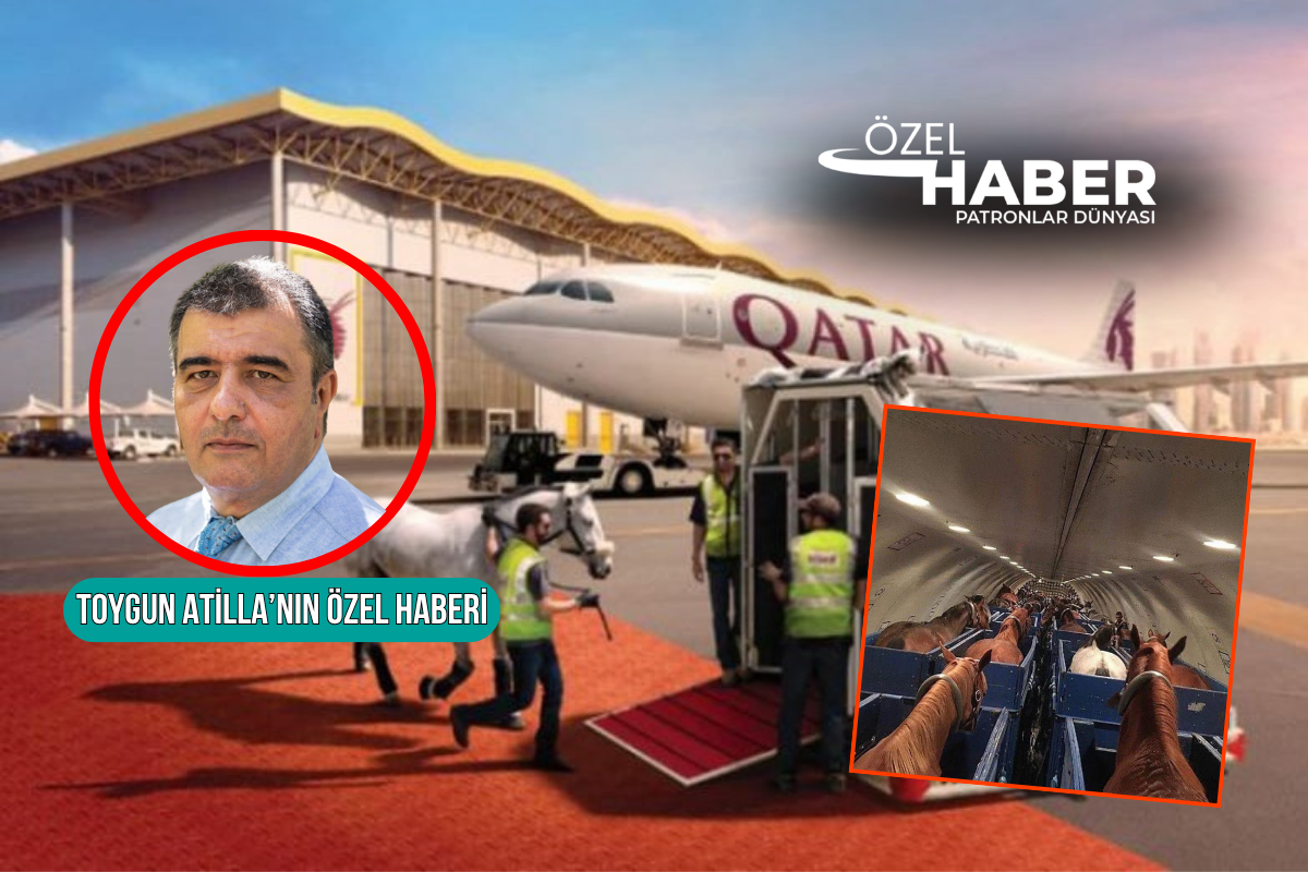 Katar'ın yarış atları neden Liege'e uçtu?