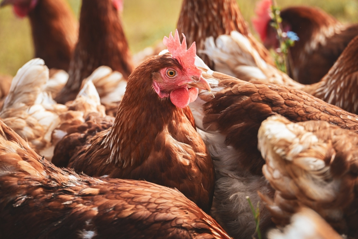 Adana’nın 40 yıllık tavuk markası 'Lades', Garip Tavukçuluk’un iflasının ardından 42,3 milyon TL bedelle icradan satışa çıkarıldı