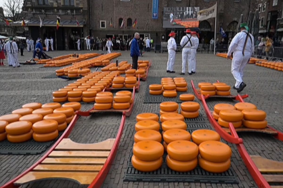 Hollanda'da geleneksel peynir pazarına yoğun ilgi